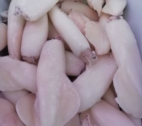 Calamaro intero pulito