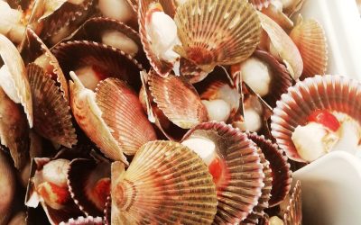 Canestrello mezzo guscio