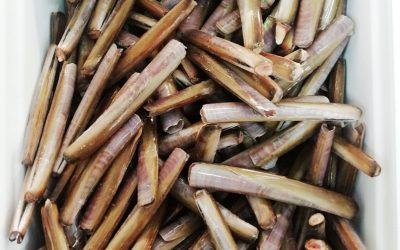 Cannolicchio con guscio