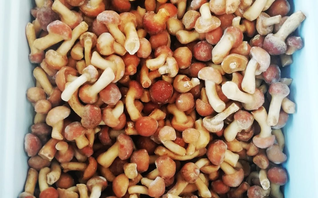 Funghi chiodini Nameko