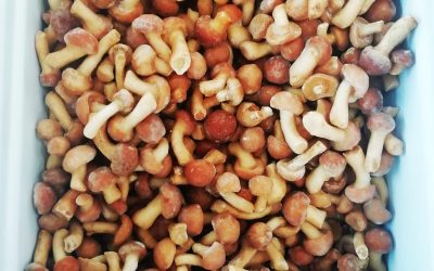 Funghi chiodini Nameko