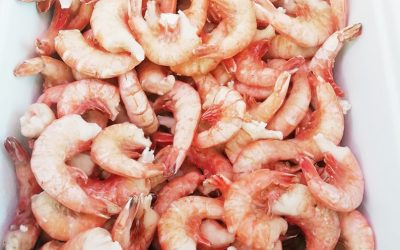 Gamberi code con guscio scottate grandi indopacifico