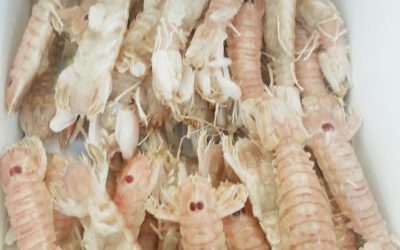 Pannocchie/Canocchie