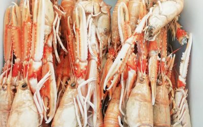Scampi interi congelati a bordo grandi