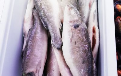 Branzino intero eviscerato