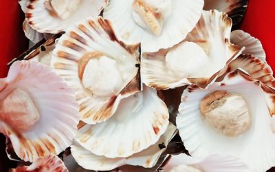 Cappasanta mezzo guscio