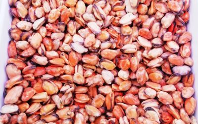 Cozze sgusciate polpa