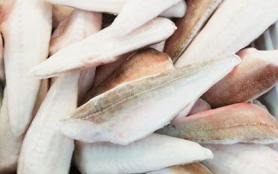 Filetto di Gallinella con pelle Gr 100/120