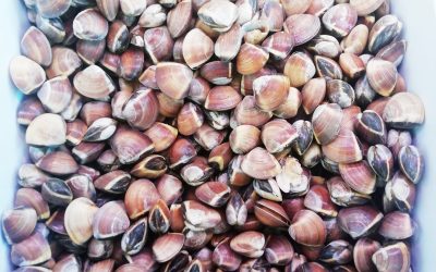 Vongola del pacifico con guscio